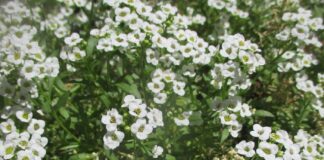 Warm Season Annuals Are Hot warm season annuals