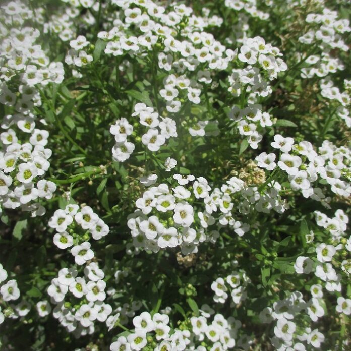 Warm Season Annuals Are Hot warm season annuals