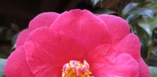 Late Pruning For Early Bloomers late pruning