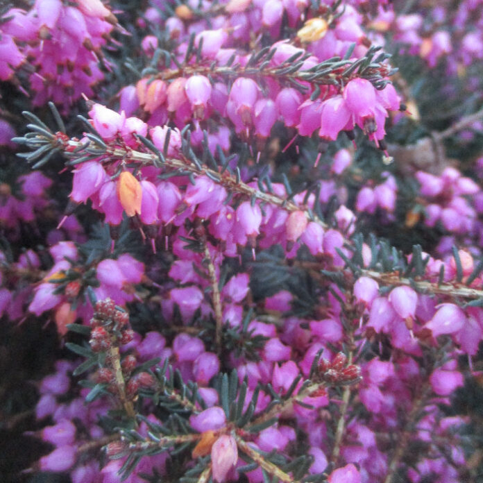 Cultivars Are Merely Cultivated Varieties cultivars