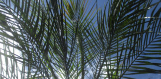 Palms Are Very Distinctive Among Trees palms