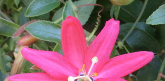 Vines Are Aggressive Social Climbers vines