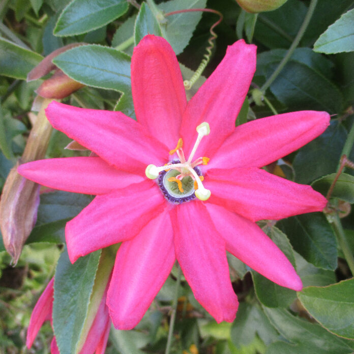 Vines Are Aggressive Social Climbers vines
