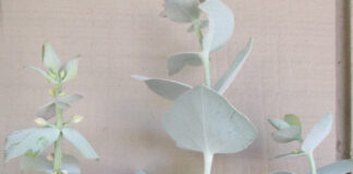 Drought Tolerance Necessitates Root Dispersion drought tolerance