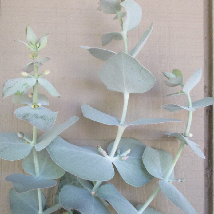 Drought Tolerance Necessitates Root Dispersion drought tolerance