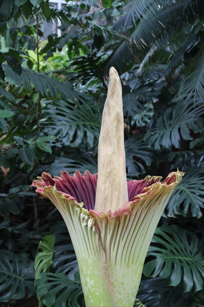 Rare Corpse Flower Bloom Expected This Weekend