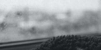 Tourists Asking Public’s Help To Find Stolen Chihuahua