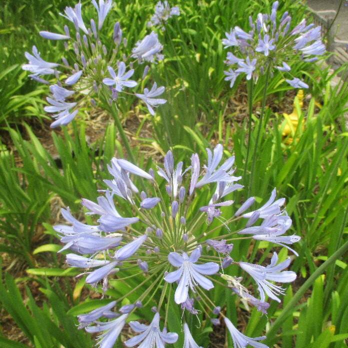 Perennial Plants Keep On Giving perennial plants