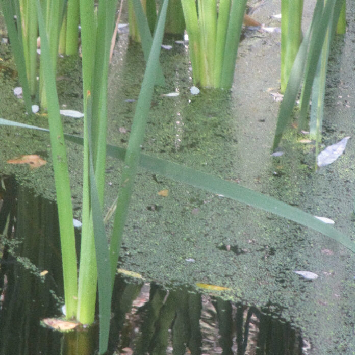 Aquatic Plants Are All Wet aquatic