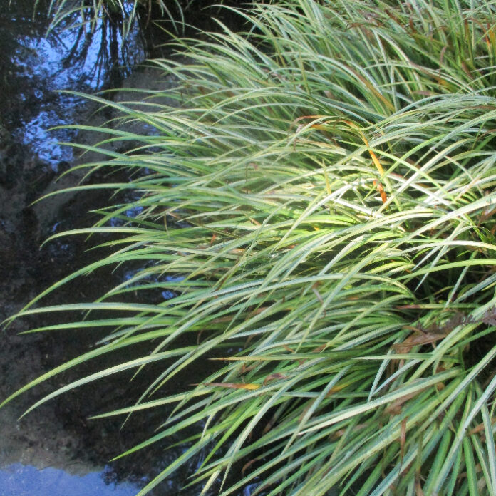 Saturation Of Soil Distresses Roots saturation
