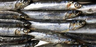 Fish Fall From San Francisco Skies