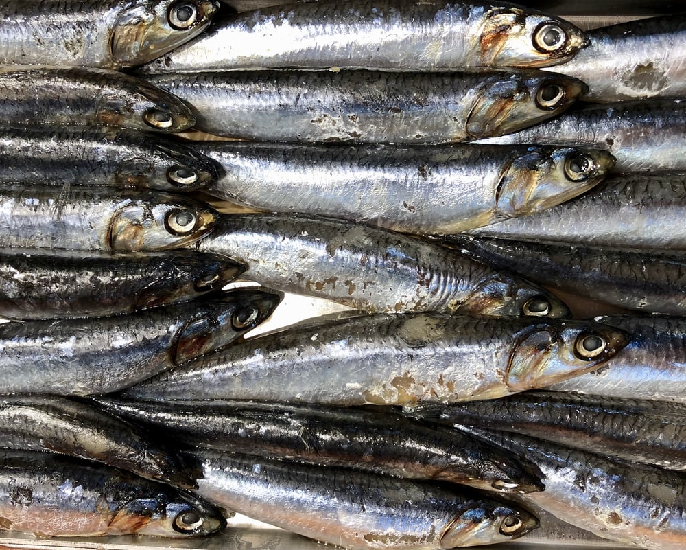anchovy