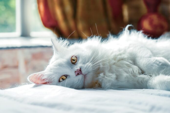 Canadian Airline Sends Cats To San Francisco Without Owner