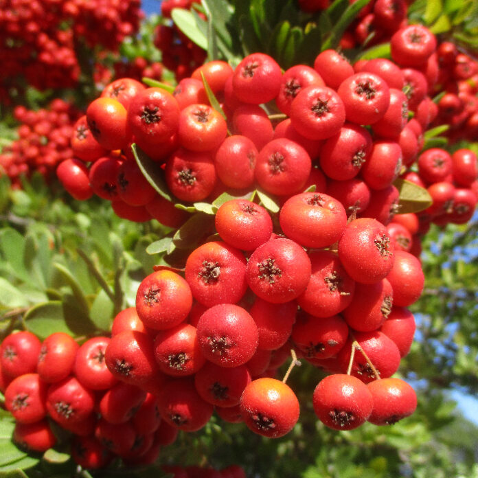 Winter Berries Attract Migrating Birds winter berries