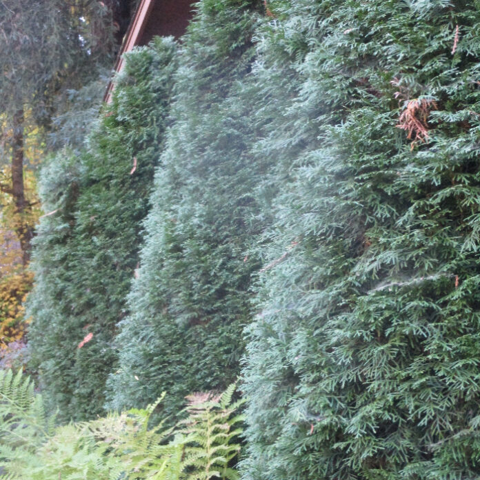 Live Christmas Trees Eventually Mature live Christmas trees