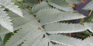 Frost Damage Makes Its Appearance frost damage