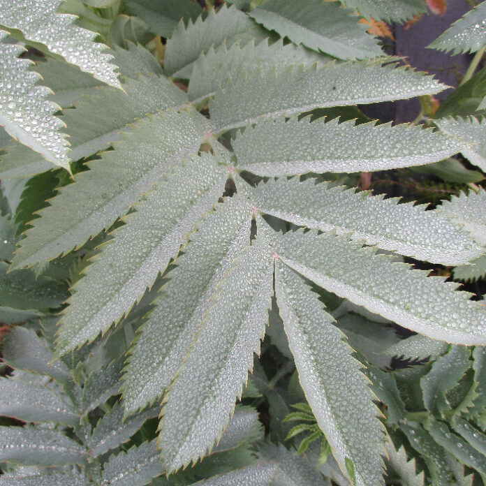 Frost Damage Makes Its Appearance frost damage
