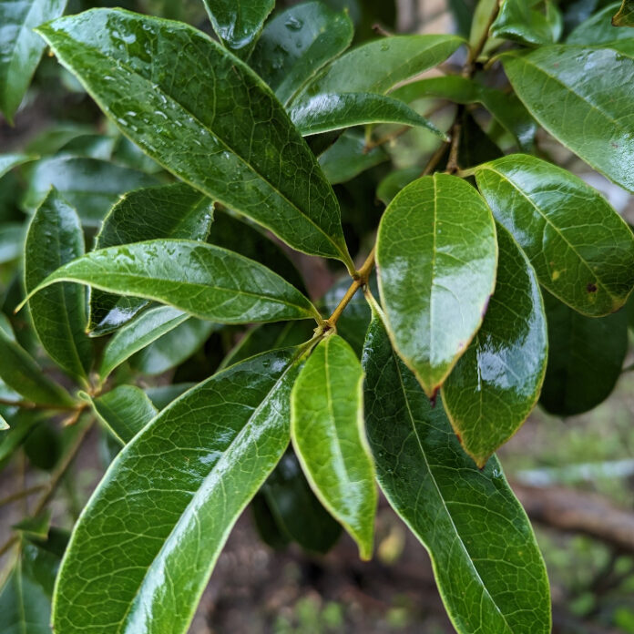 Coppice To Renovate Overgrown Shrubbery coppice