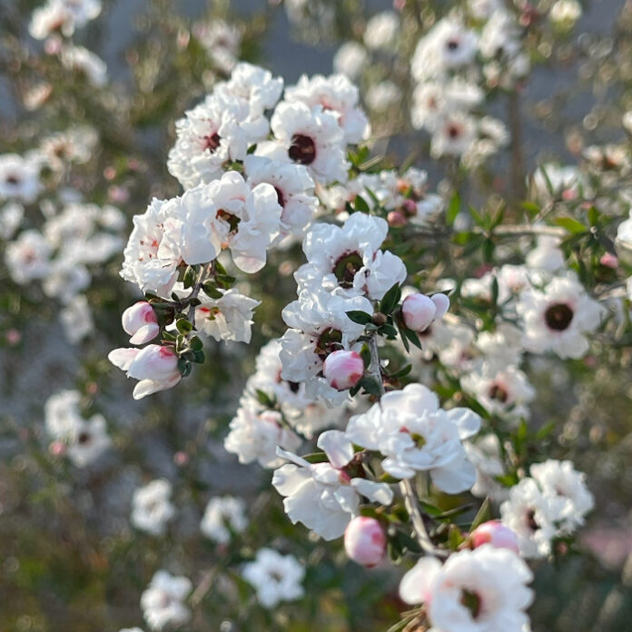 Spring Pruning Breaks The Rules spring pruning