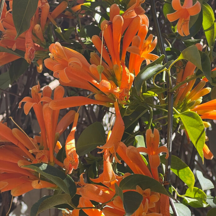 Summer Bulbs Require No Chill summer bulbs