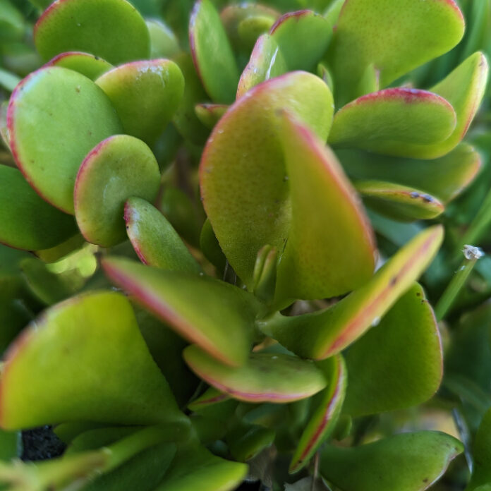 Freeze Damage Necessitates Selective Pruning freeze