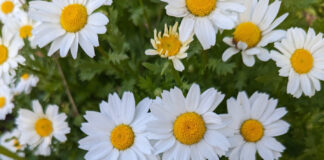 Warm Season Bedding Plants Begin warm season bedding