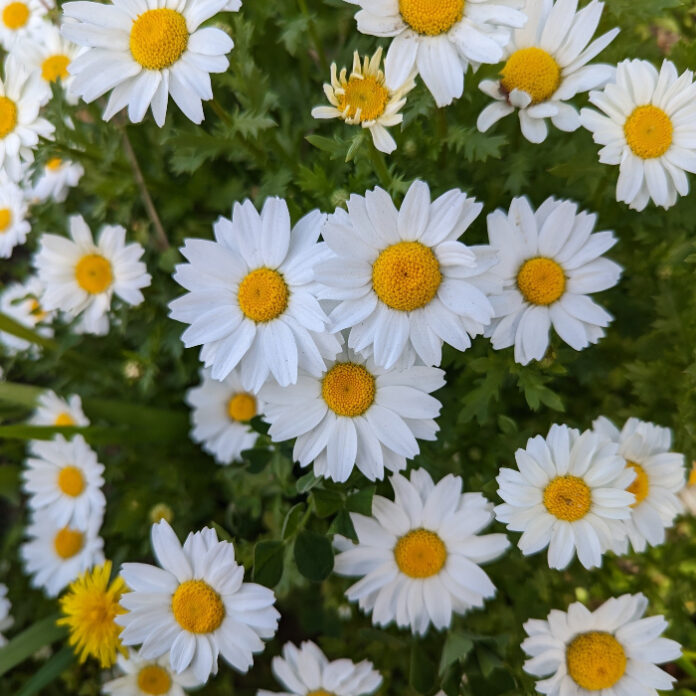 Warm Season Bedding Plants Begin warm season bedding