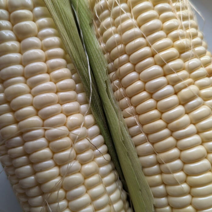 Warm Season Vegetable Plants Begin warm season vegetable plants