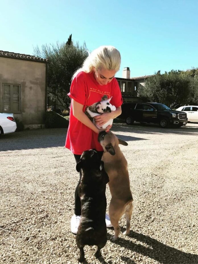 Alleged Dog Thief Sues Lady Gaga For Damages