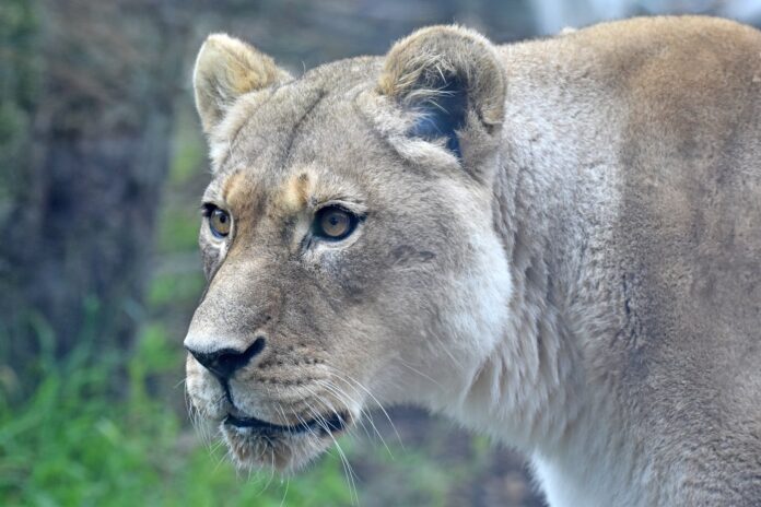Sukari The Lion Dies At The Age Of 20