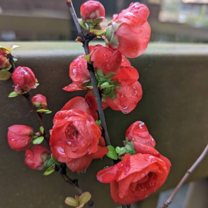 Forcing Early Bloom Even Earlier forcing