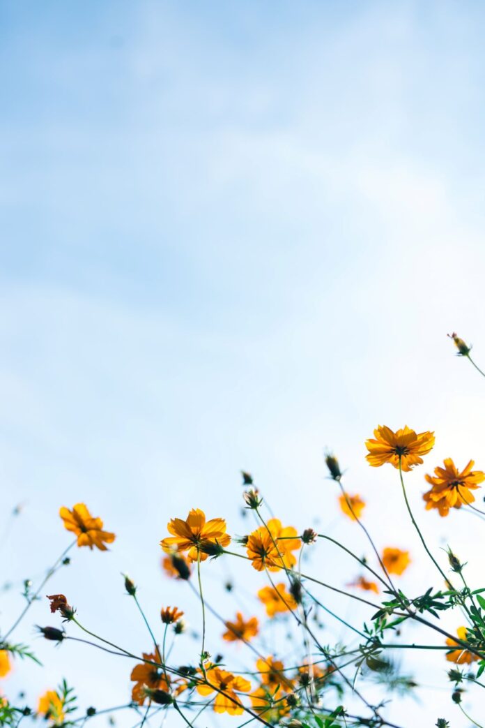 Spring Has Finally Arrived!