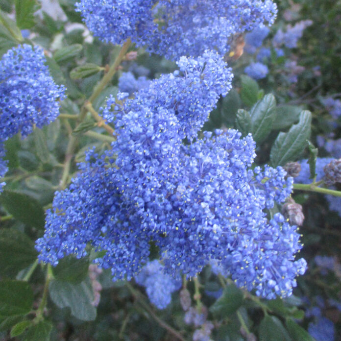 California Native Plants Grow Wild California native plants
