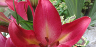 Vernalization Enhances Bloom And Growth vernalization