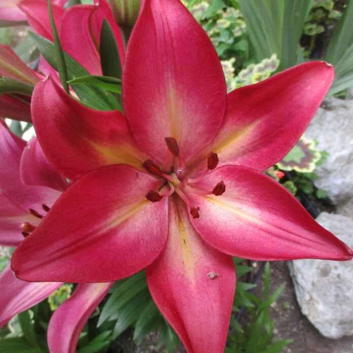 Vernalization Enhances Bloom And Growth vernalization