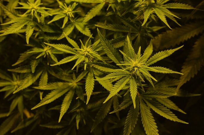 Cannabis Brand Cookies Accused Of Fraud