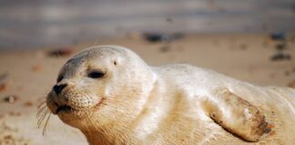 Investigation Prompted After Man Is Caught Harassing Seals
