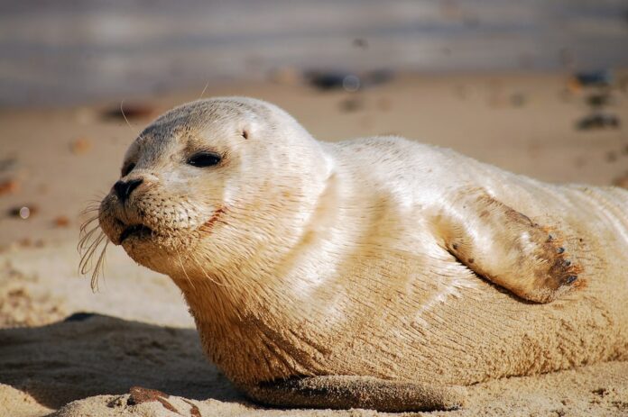 Investigation Prompted After Man Is Caught Harassing Seals