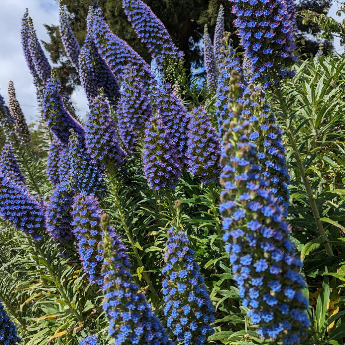 Bloom Is Bountiful For Spring bloom