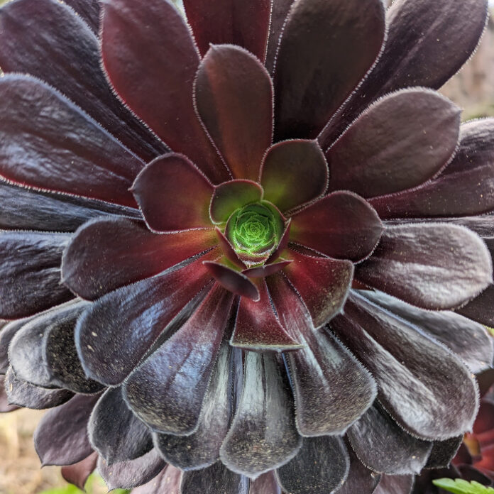 Ornamental Foliage Augments Spring Color ornamental foliage