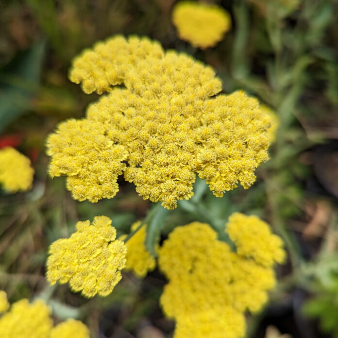 Mild Weather Inhibits Summer Growth mild weather