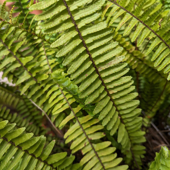Fern Foliage Is Softly Bold fern