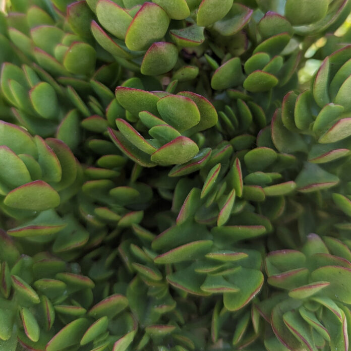 Succulent Plants Exhibit Unique Foliage succulent