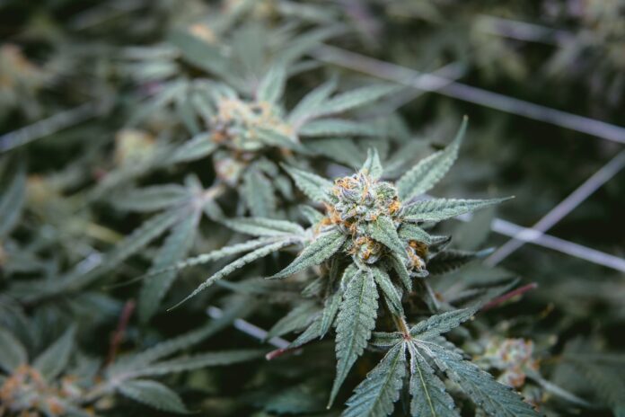United Airlines Employees Accused Of Stealing Marijuana From Passengers