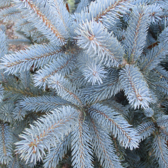 Trees Naturally Dominate Their Gardens trees