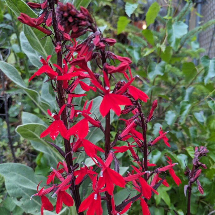 Sustainable Horticulture Should Be Sustainable sustainable