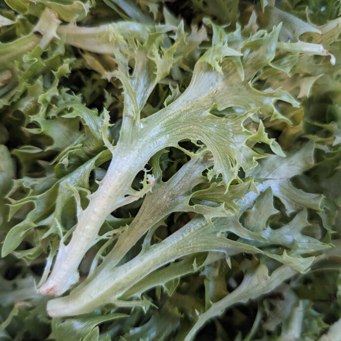 Cool Season Vegetables For Autumn cool season vegetables