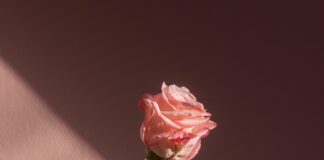 Treacherous Backstabbing Erupts On “Young And Restless!”