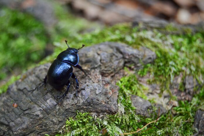 “Blue Beetle” Is Exceptional Fun