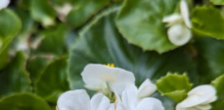 Cool Season Color Returns Seasonally cool season